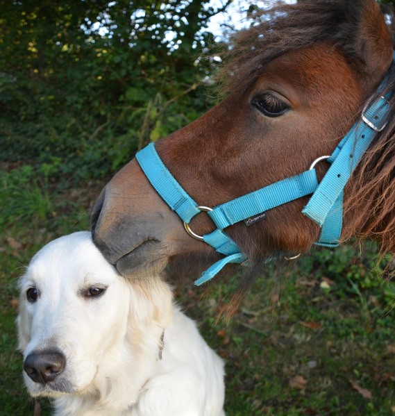 Tierhalter Versicherung